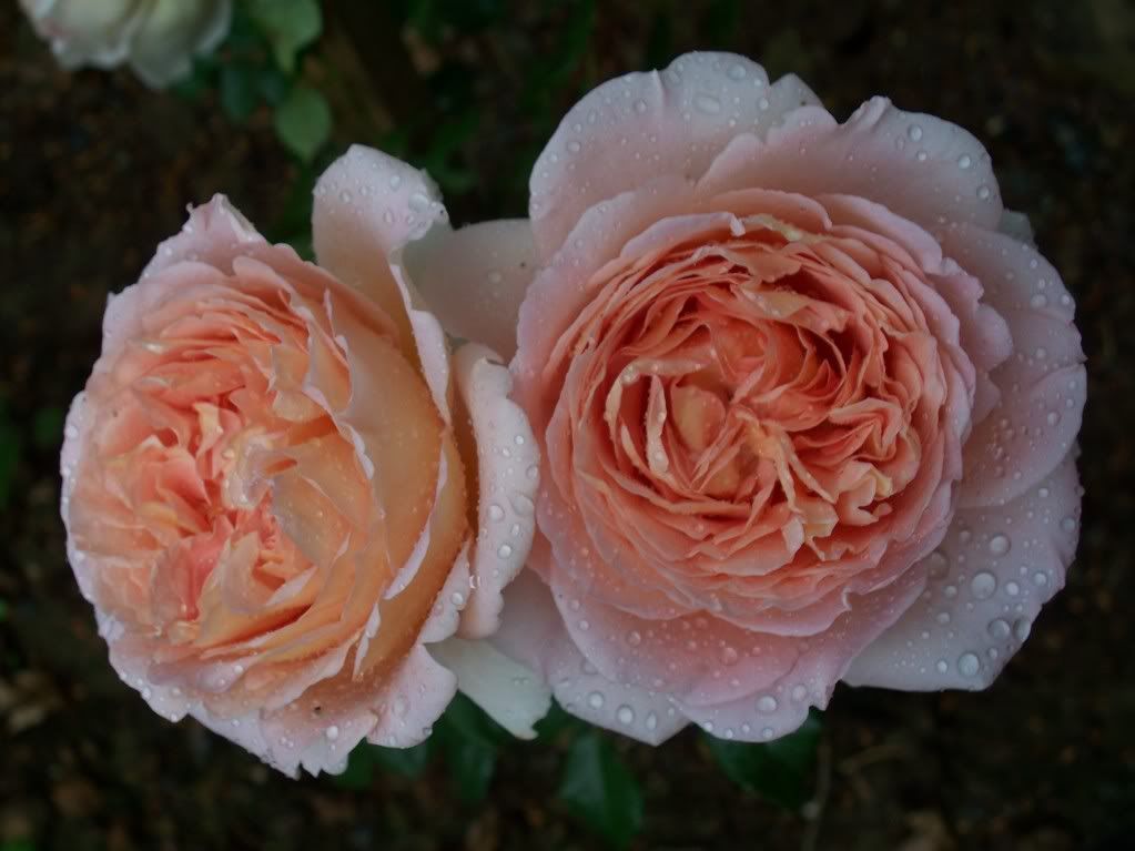 Abraham Darby Rose